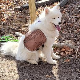 Samoyeds from Sparkly Paw
