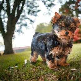 Yorkshire Terrier Puppies from Essence of Grace Yorkies