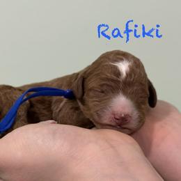 Rafiki - Red  male Poodle puppy in Williamsburg, Ohio from Iaroli’s  Small Standard Poodles
