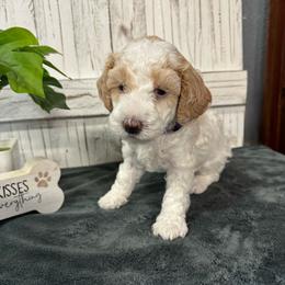 Purple Collar Girl 2150.00 - White female Cavapoo puppy in Alvin, Texas from JP Southern Doodles