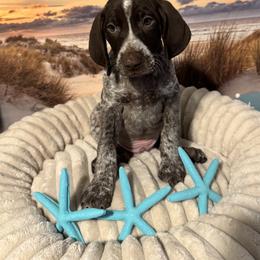 German Shorthaired Pointer Puppies from Royal Chaos GSP