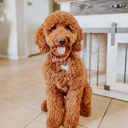 Luna - Goldendoodle