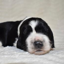 Marley - Black and white female English Springer Spaniel puppy in Chapmansboro, Tennessee from Balthrop Bend Farms