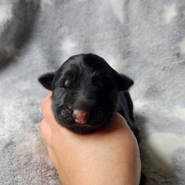 German Shepherd Puppies from Von WestLynn German Shepherds
