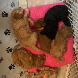 German Shorthaired Pointer and Labradoodle Puppies from Faddis Family Farms