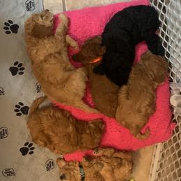 German Shorthaired Pointer and Labradoodle Puppies from Faddis Family Farms