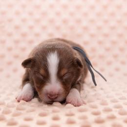 Kasen - Red tri male Miniature Australian Shepherd puppy in Lacombe, Louisiana from Indigo River Aussies