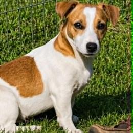 Maci Jo - Jack Russell Terrier