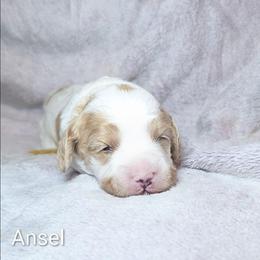 Ansel - Red and white female Cockapoo puppy in Sunset, Louisiana from Cano Cockapoos