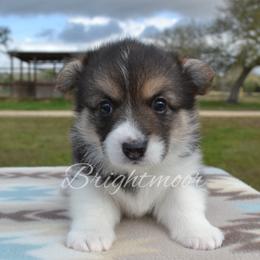 Lucky - Black and tan male Pembroke Welsh Corgi puppy in Edna, Texas from MG Corgis
