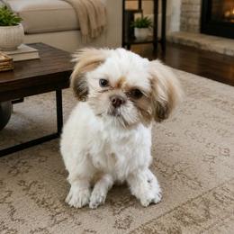 Henna Rose - Lilac female Shih Tzu puppy in Benbrook, Texas from 2 Sons & 4 Paws Puppies