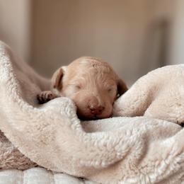 Carbonara, Boy - Cream male Goldendoodle puppy in Maricopa, Arizona from Desert Ridge Doodles