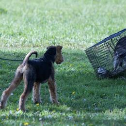 Airedale Terrier Puppies from Mystic’s Airedales