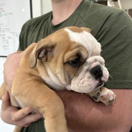 Candy - Red and white female Bulldog puppy in Alabama from Rathbone Bulldogs