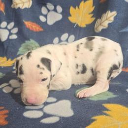 Harlequin Female - Harlequin female Great Dane puppy in Golconda, Illinois from Breken Great Danes