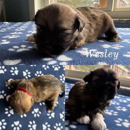Wesley - Cream male Lhasa Apso puppy in Cincinnati, Ohio from Shangri-La Lhasa Apsos