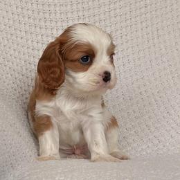 AKC Haze - Blenheim male Cavalier King Charles Spaniel puppy in Katy, Texas from True Heart Cavaliers llc
