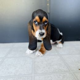 Basset Hound Puppies from Central Kentucky Basset Hounds