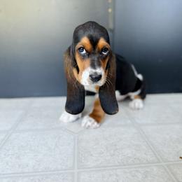 Basset Hound Puppies from Central Kentucky Basset Hounds
