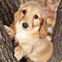 Harvest - Cream female Dachshund puppy in Grants Pass, Oregon from Treasure Dachshunds