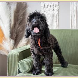 Major - Black male Cockapoo puppy in Connersville, Indiana from Deaz Doodle Ranch