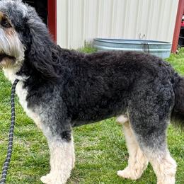 Johnny Cash - Bernedoodle
