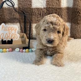 Meenie - Apricot female Goldendoodle puppy in White Pigeon, Michigan from Delaryedoodles