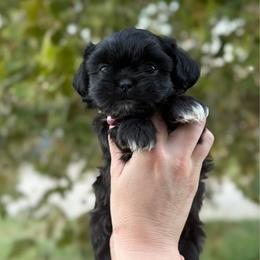 Girl - Black and white female Shih Tzu puppy in Seguin, Texas from Dolled Up Shih Tzus
