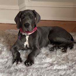 Laceys - Blue female Great Dane puppy in Bay Shore, New York from Gentle Giant Companions