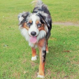 Tucker - Miniature Australian Shepherd