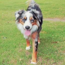 Tucker - Miniature Australian Shepherd