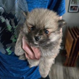 River - Red sable male Pomeranian puppy in Newport News, Virginia from Itty Bitty Poms