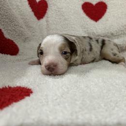Miniature Australian Shepherd Puppies from B&B Little Aussie Gems
