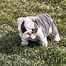 Female- Blue Tri - Fawn and white Bulldog puppy in Alexandria, Virginia from Stacey D’s Bulldogs