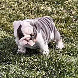 Female- Blue Tri - Fawn and white Bulldog puppy in Alexandria, Virginia from Stacey D’s Bulldogs