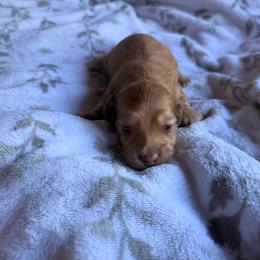 Hans - Cream male Dachshund puppy in Magnolia, Texas from Carrie’s Countryside Dachshunds