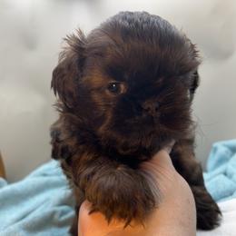 AKC Ridge - Chocolate male Shih Tzu puppy in Statesboro, Georgia from Magnolia Small Breeds