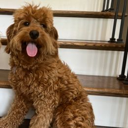 Maxine - Goldendoodle
