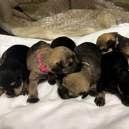 Miniature Schnauzer Puppies from S & S Miniature Schnauzer