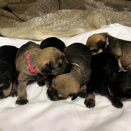 Miniature Schnauzer Puppies from S & S Miniature Schnauzer