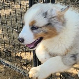 Australian Shepherds from Mimi's Aussie