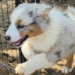Australian Shepherds from Mimi's Aussie
