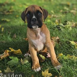 Zaiden - Fawn male Boxer puppy in Newville, Pennsylvania from Zimmerman's Pets