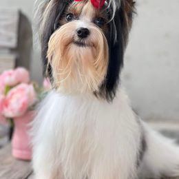 Marik - Biewer Terrier