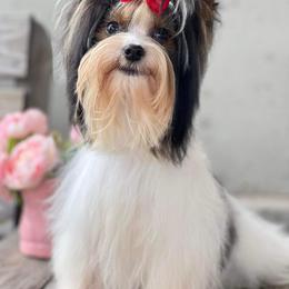 Marik - Biewer Terrier