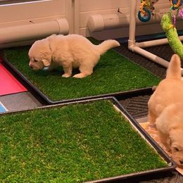 Golden Retriever Puppies from EP's Golden Retrievers