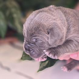 Sky blue - Chestnut brindle male Cane Corso puppy in Springfield, Oregon from PNW Cane Corsos