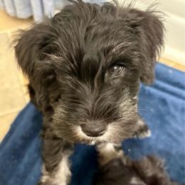 Sirius - Black male Miniature Schnauzer puppy in Kings Mountain, North Carolina from Behind the Beard Schnauzers