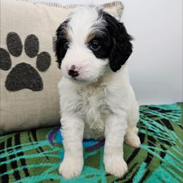 Arwen - Black and white female Bernedoodle puppy in Granton, Wisconsin from Rose River Farms