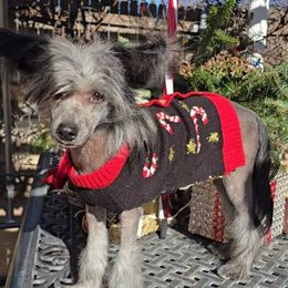 Bryan Long Star Angel - Black male Chinese Crested puppy in Amarillo, Texas from Victoria's Chinese Cresteds Long Star Angels